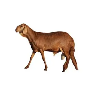 نعيمي هرفي وسط نعيمي كشميري