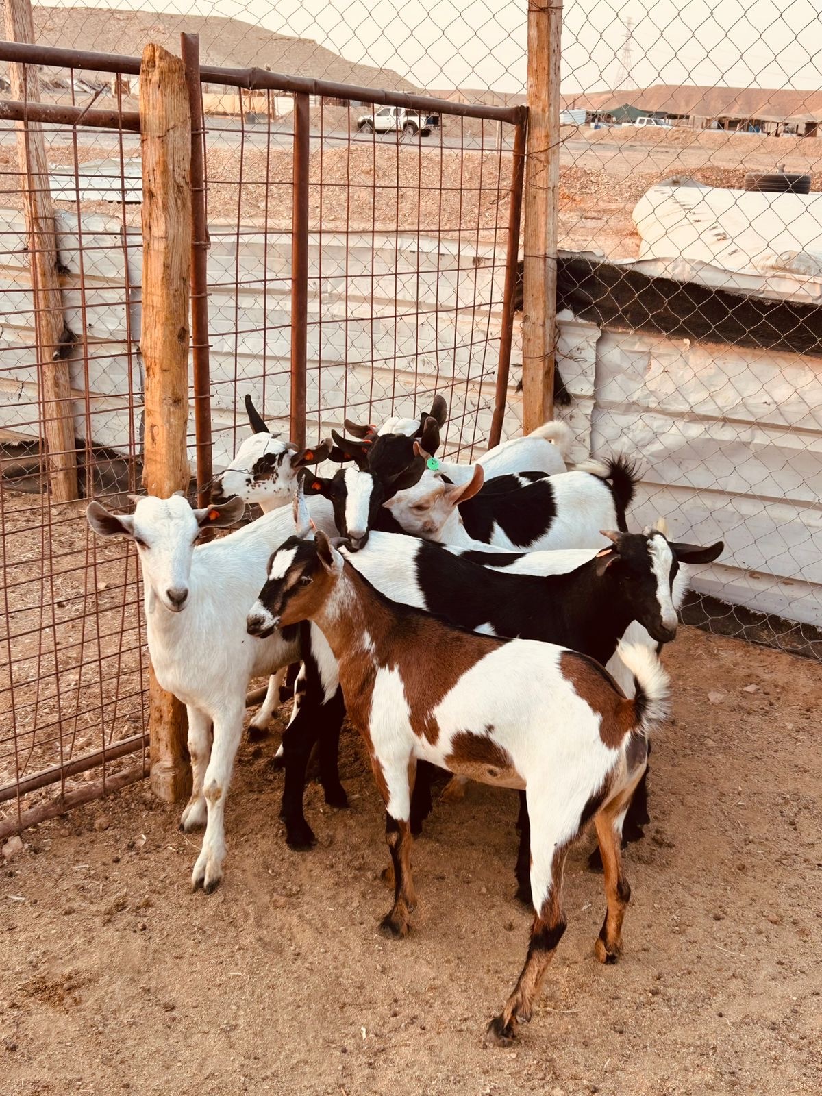 تيوس وجفار جنوبية